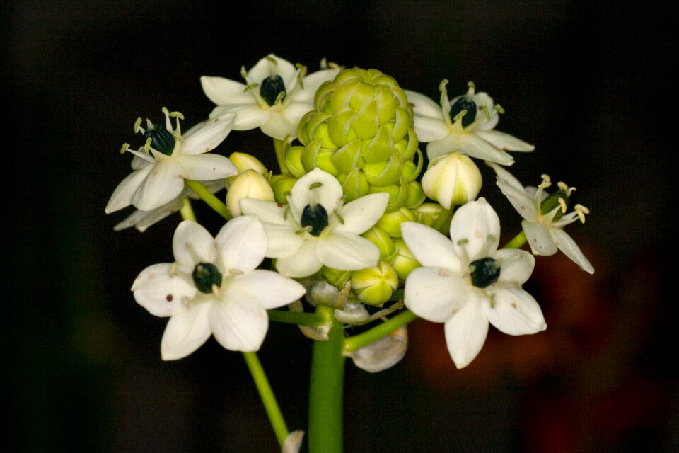 Lilies white blossomed