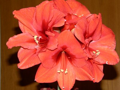 Plant amaryllis close up
