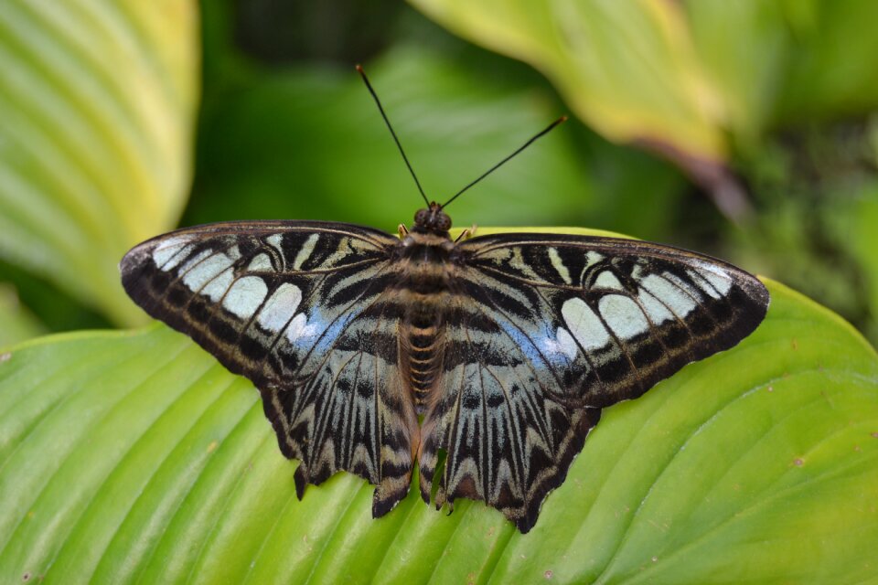 Butterfly nature picture