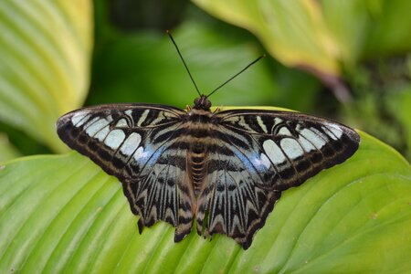 Butterfly nature picture