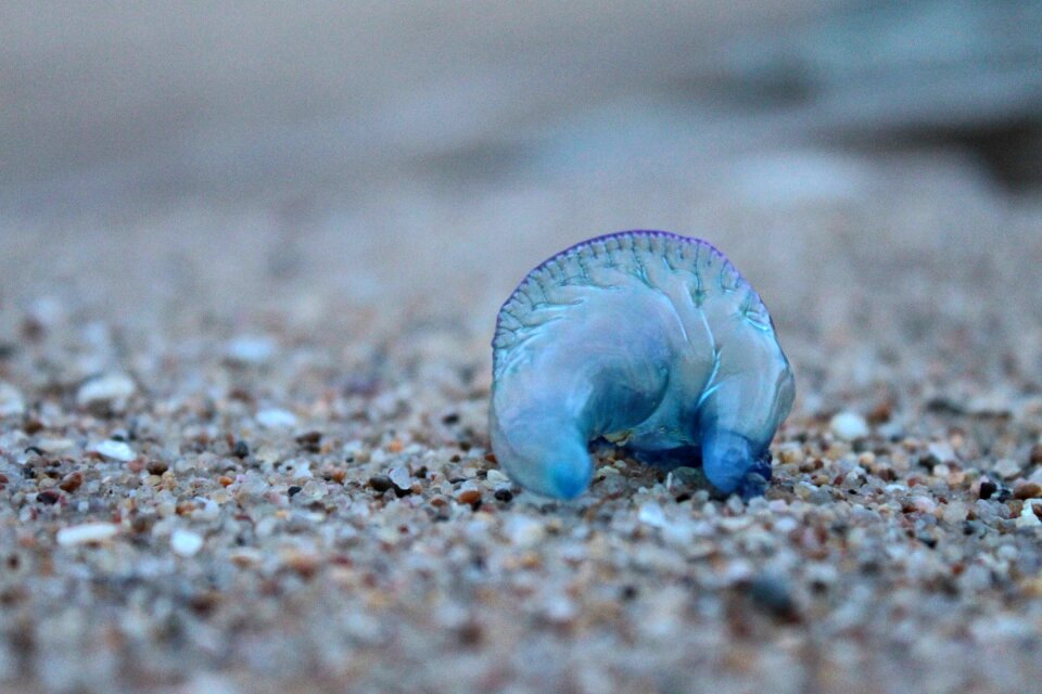 Nature invertebrate beach