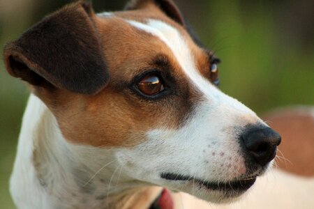 Canine purebred doggy photo