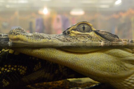 Gator aquarium little