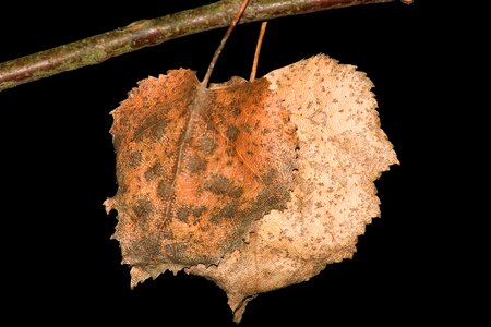 Dry brown forest photo