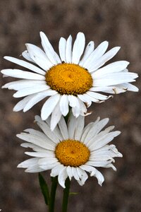 Plant nature macro