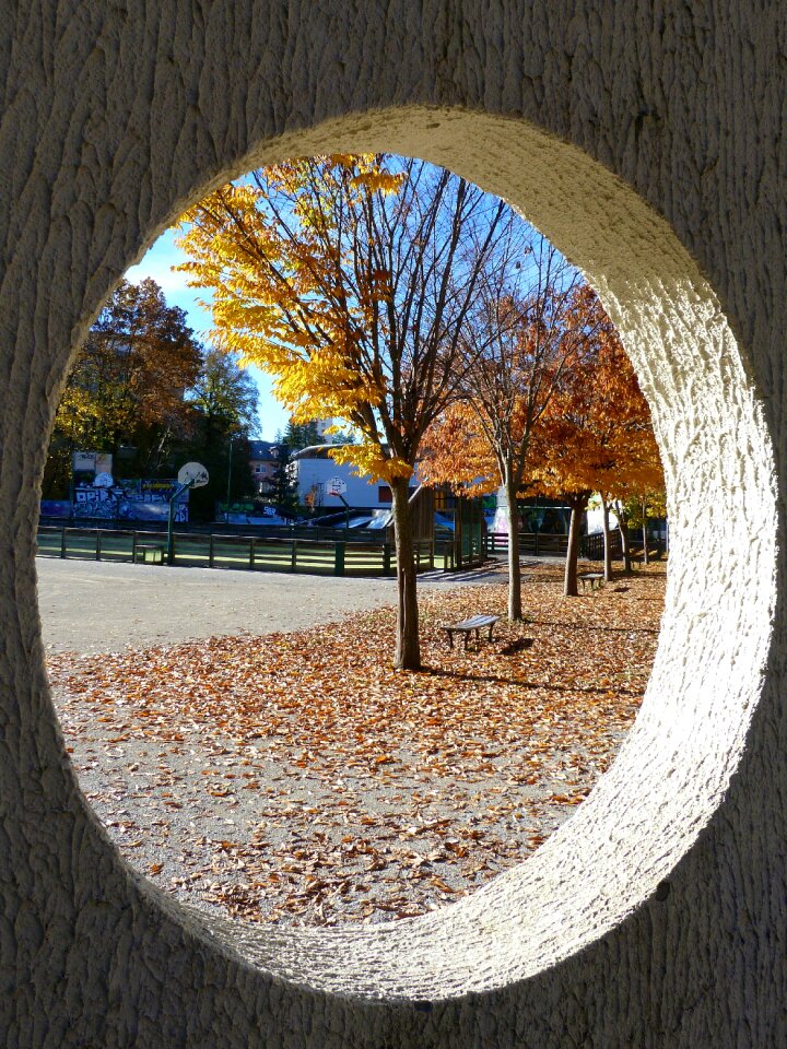Contrast trees foliage