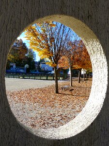 Contrast trees foliage photo