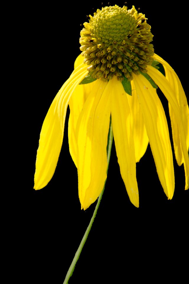 Yellow macro bright