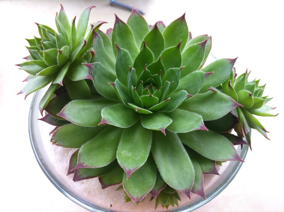Plant fresh green