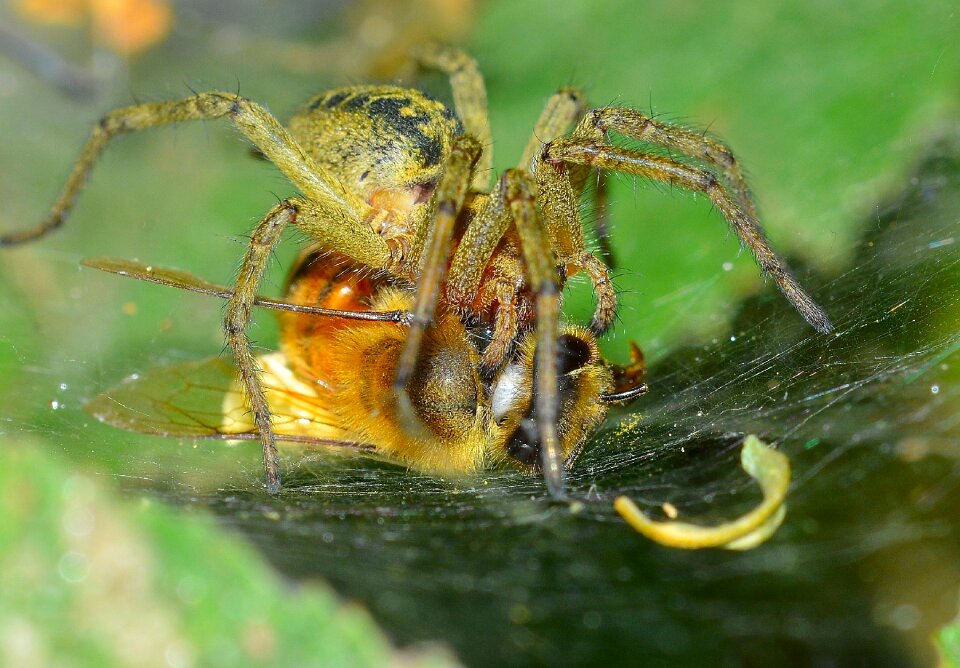 Spider prey bee
