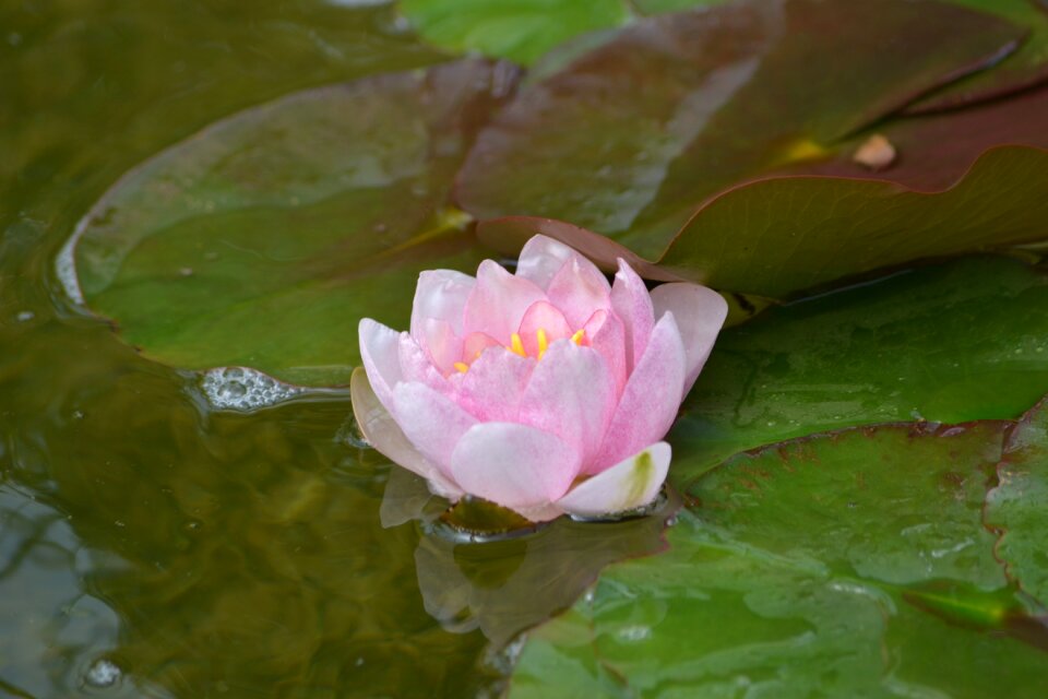 Water lily nature flower