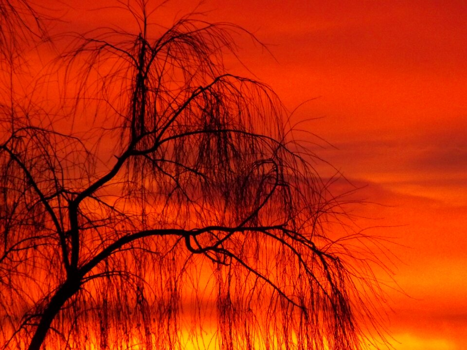 Sky cloud tree photo