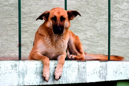 Schäfer dog german shepherd rest photo