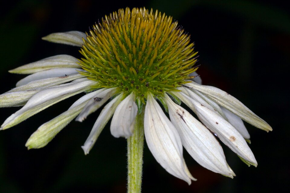 White coneflower flower