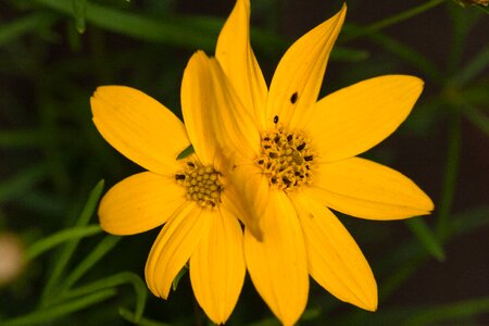 Yellow macro close up photo