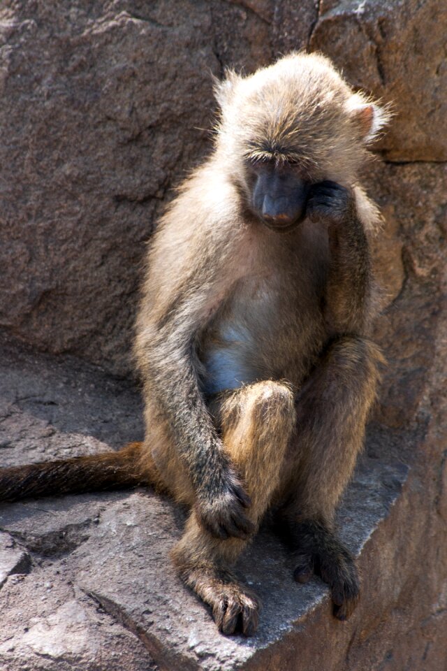 Animal zoo thoughtful