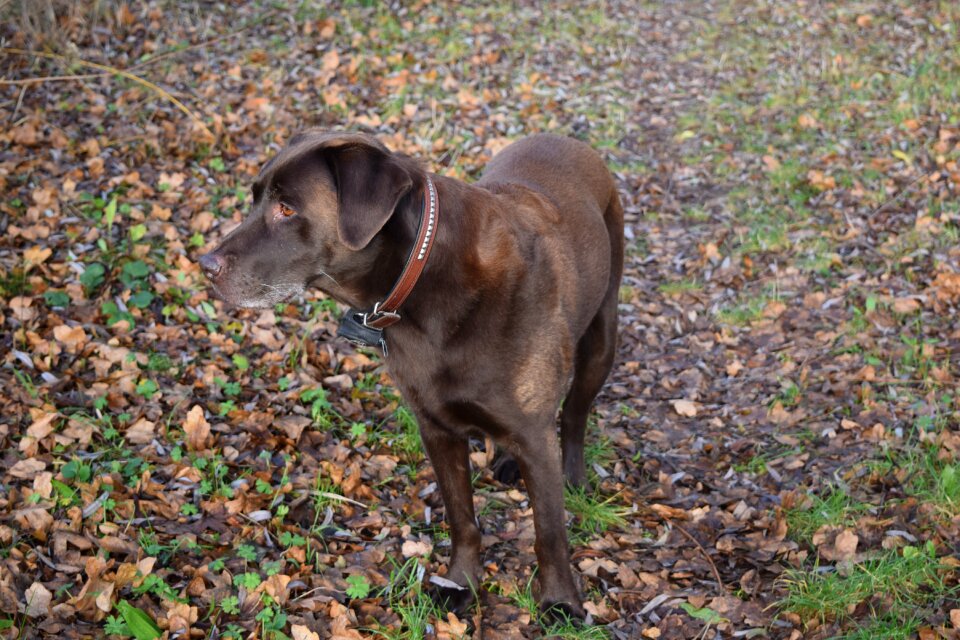 Autumn pet nature
