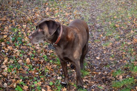 Autumn pet nature