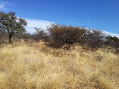 Draught african bush photo