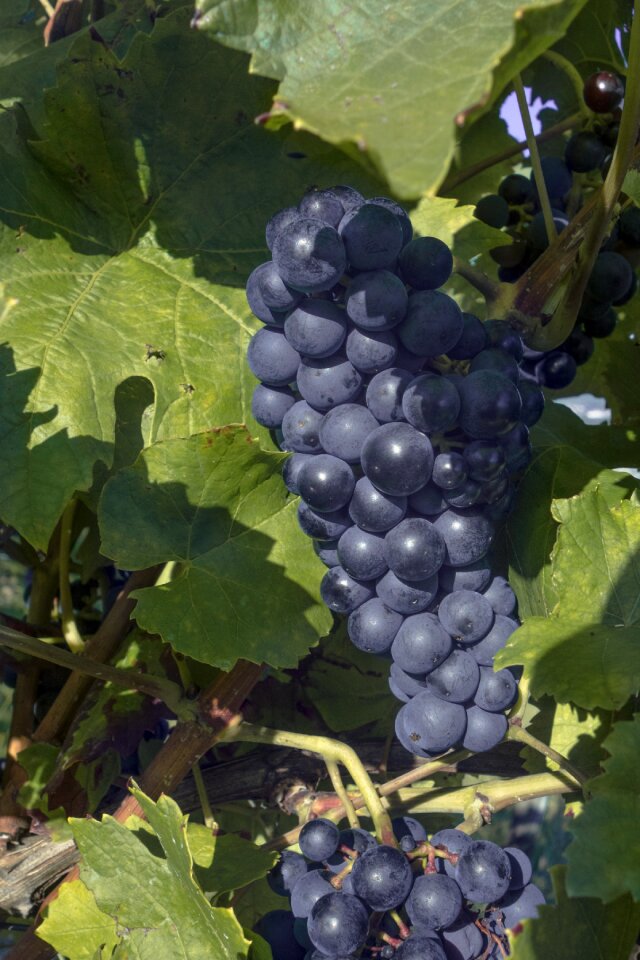 Vines winegrowing fruit