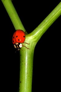 Macro coccinellidae insect