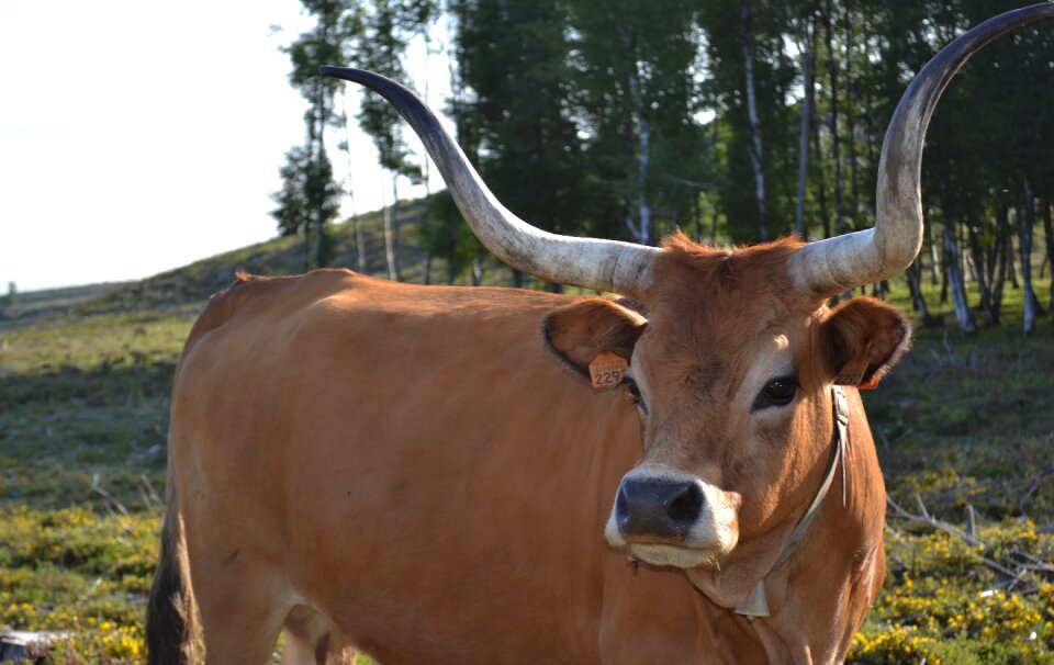 Horns pasture rousse