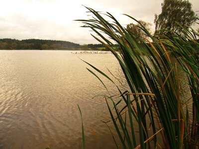 South bohemia lake reeds