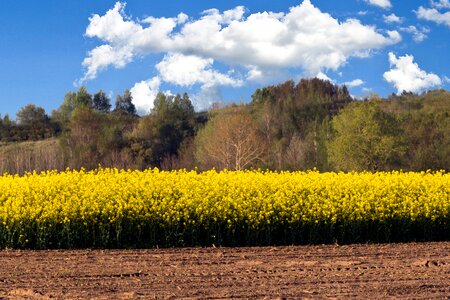 Oilseed rape field clouds
