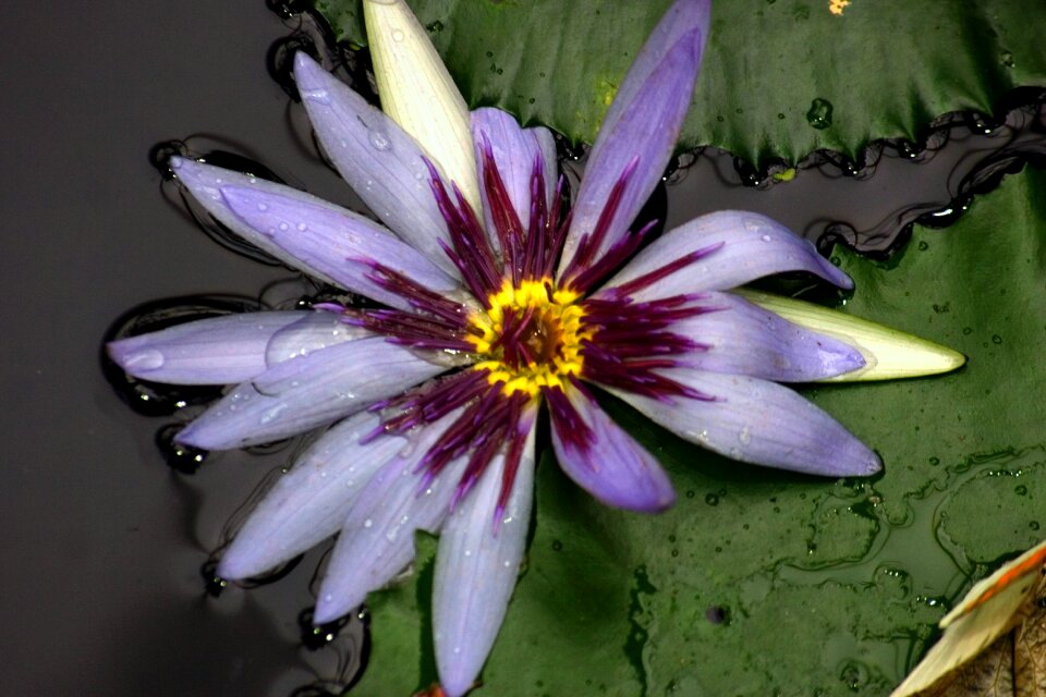 Aquatic plant teichplanze purple yellow