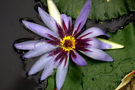 Aquatic plant teichplanze purple yellow