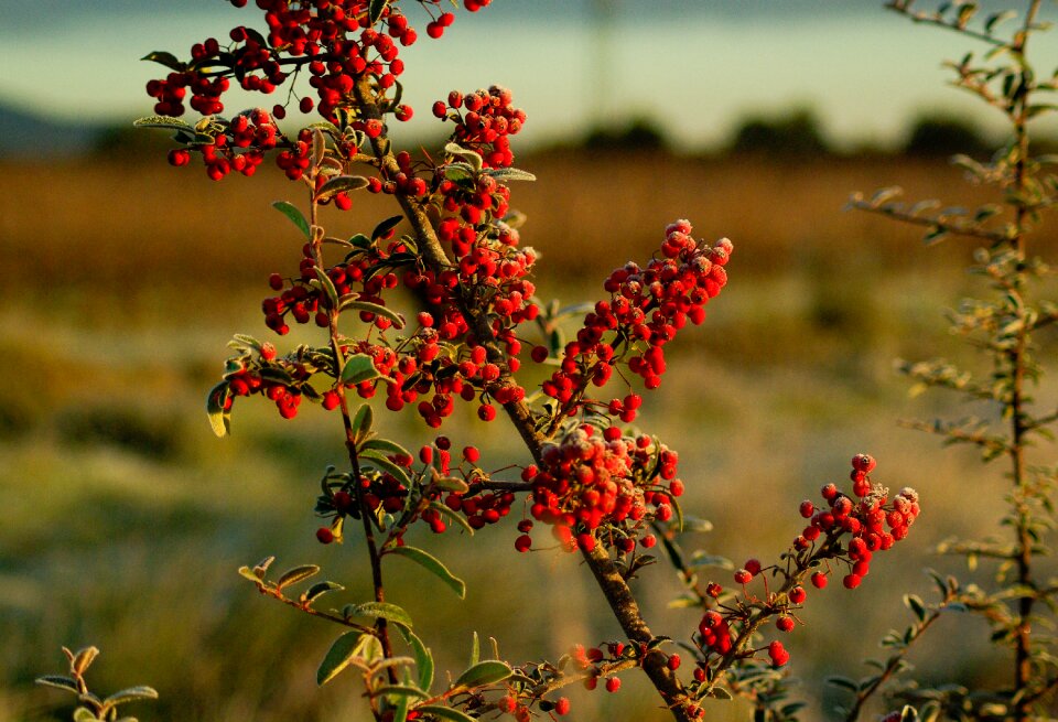 Winter pyracantha bush frost