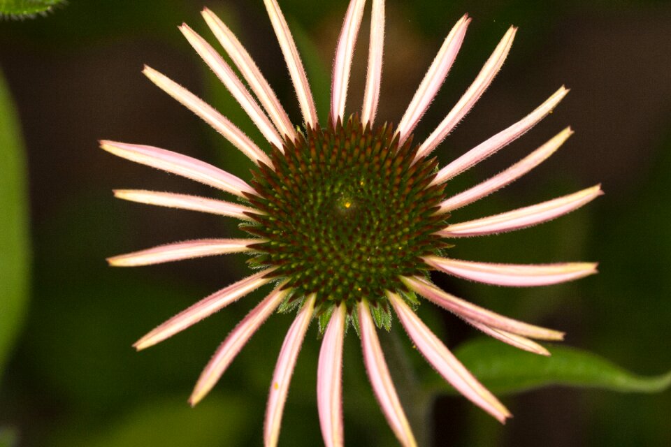 Macro photography nature blossom