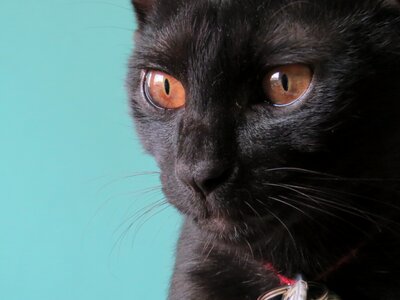 Cat black eye photo