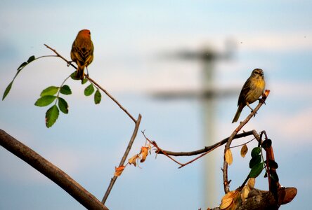 Life birdie ecology photo