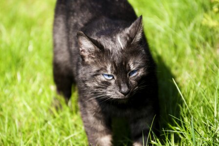 Kitten look a young kitten