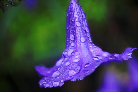 Macro blue water photo