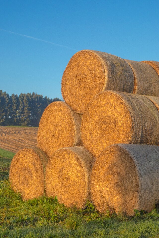 Agriculture bale cattle feed