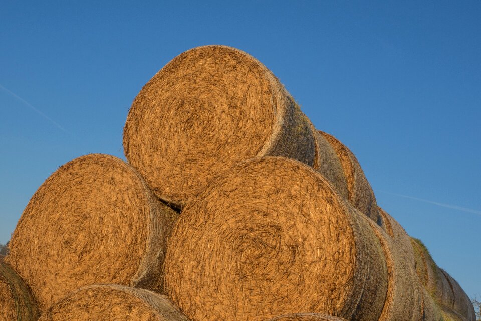 Agriculture bale straw bales