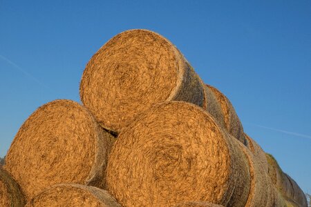 Agriculture bale straw bales