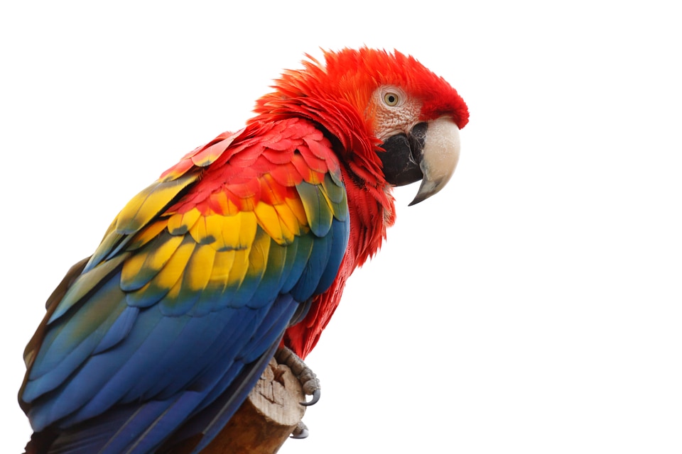 Beak bird colorful photo