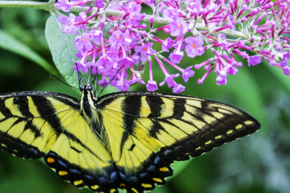 Summer probosis nectar
