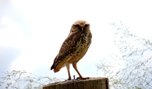 Animal world life birdie