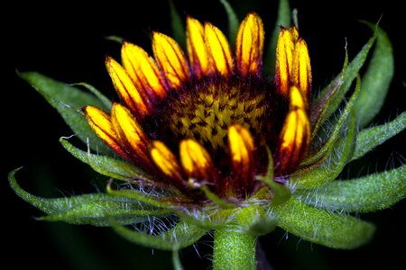 Coneflower macro yellow brown photo