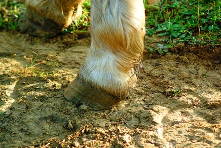 Clogs paw mud
