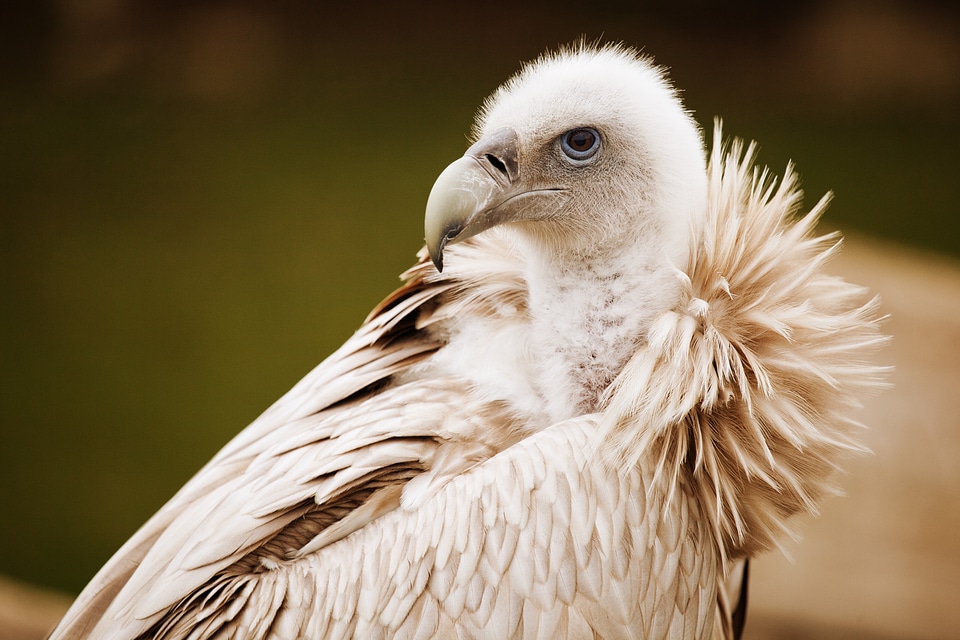 Feather feathers scavenger