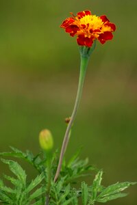 Marigold macro garden
