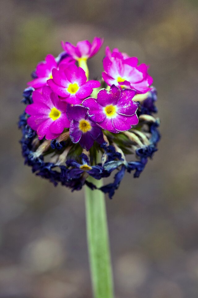 Macro close up spring photo