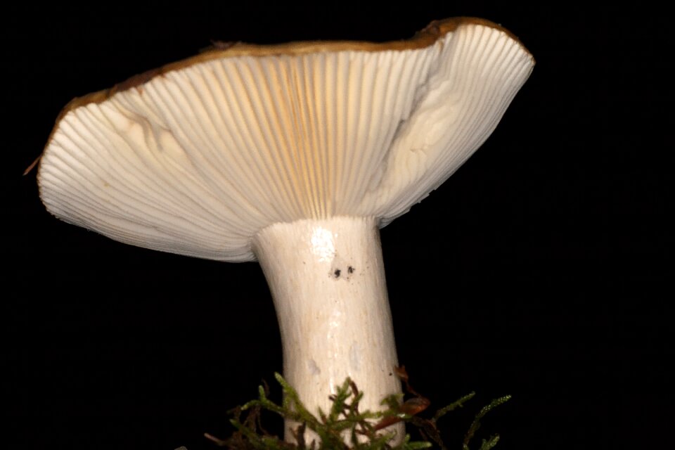 Macro mushroom plates autumn