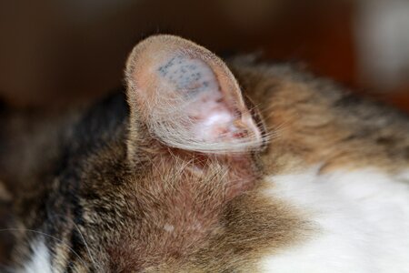 Fur domestic cat cat face photo