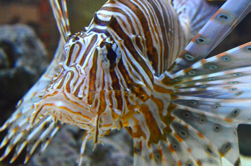 Fish ocean marine